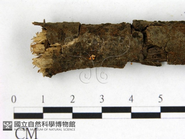 登錄號:F0013815藏品圖，第3張