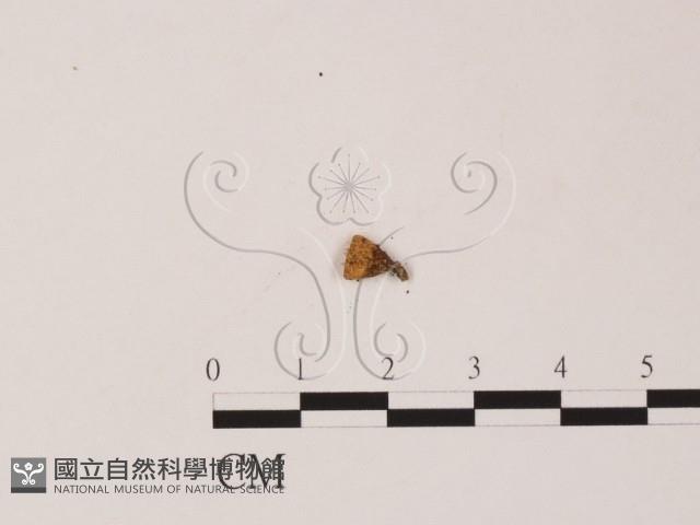 登錄號:F0008915藏品圖，第3張