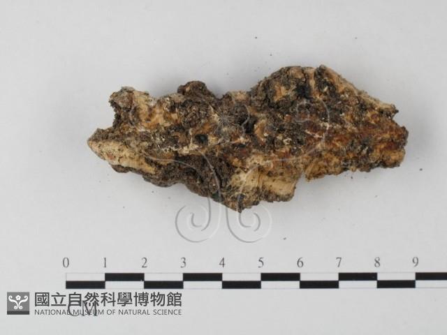 登錄號:F0020915藏品圖，第3張