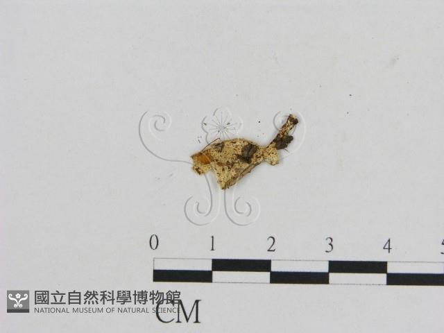 小菇屬藏品圖，第3張