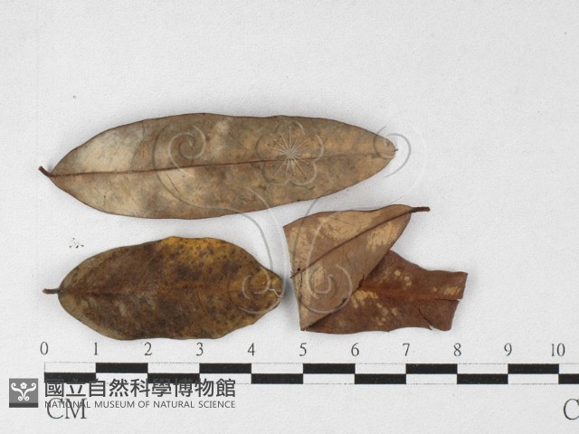 登錄號:F0026915藏品圖，第1張