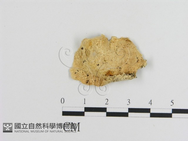 登錄號:F0006915藏品圖，第3張