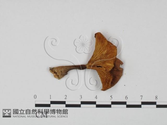 登錄號:F0021915藏品圖，第3張