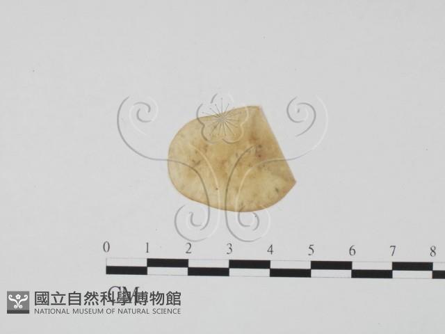 登錄號:F0011915藏品圖，第3張