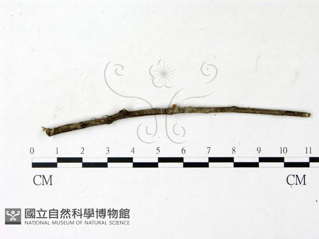 登錄號:F0022915藏品圖，第3張