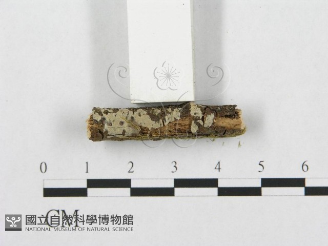 針齒銳岩菌藏品圖，第3張