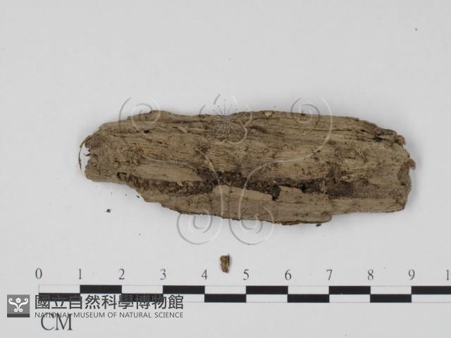 登錄號:F0012915藏品圖，第3張