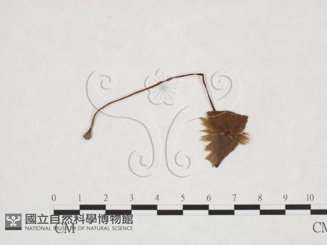 登錄號:F0025915藏品圖，第3張