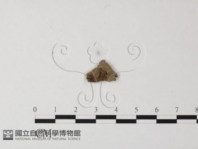 登錄號:F0015915藏品圖，第3張