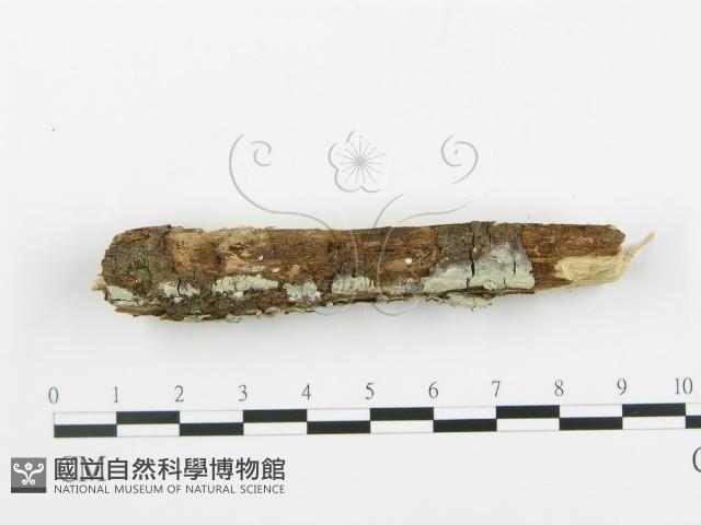 登錄號:F0009915藏品圖，第3張