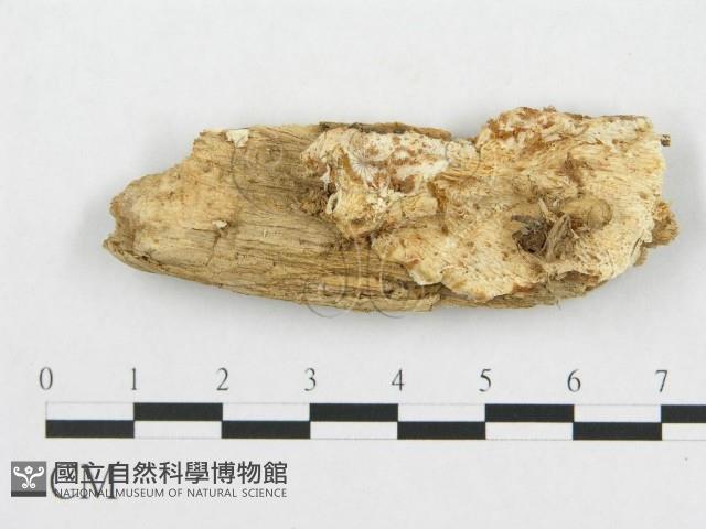登錄號:F0019915藏品圖，第1張