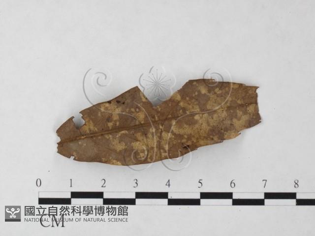 登錄號:F0023915藏品圖，第3張