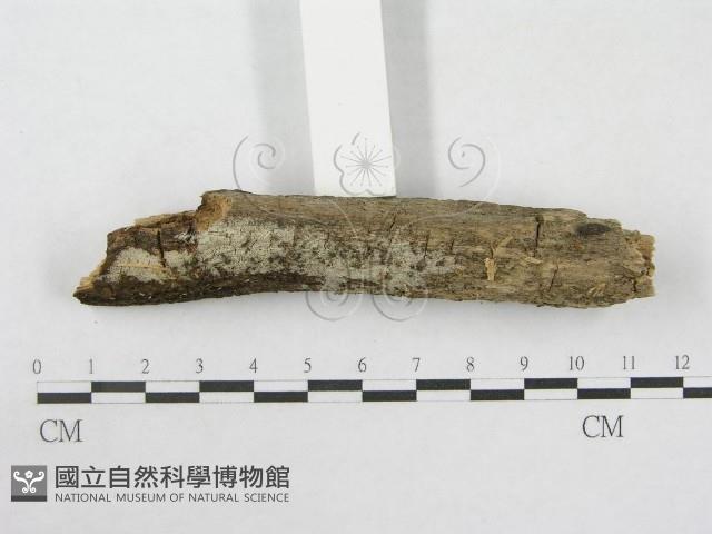 絲皮菌屬藏品圖，第3張