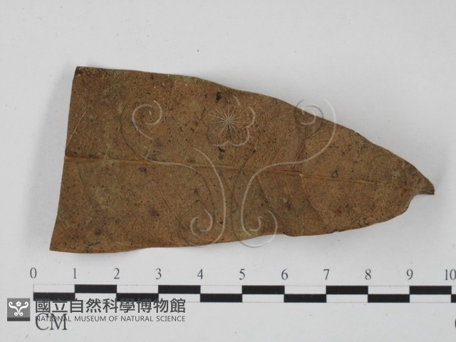 登錄號:F0013915藏品圖，第3張