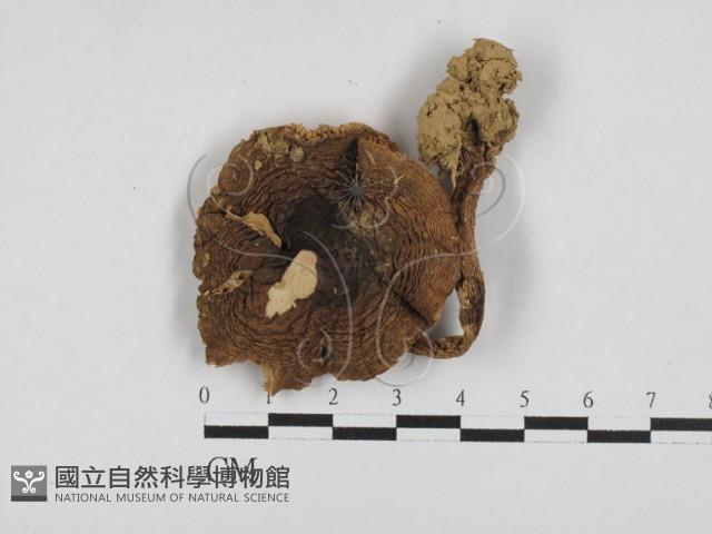 登錄號:F0028615藏品圖，第3張