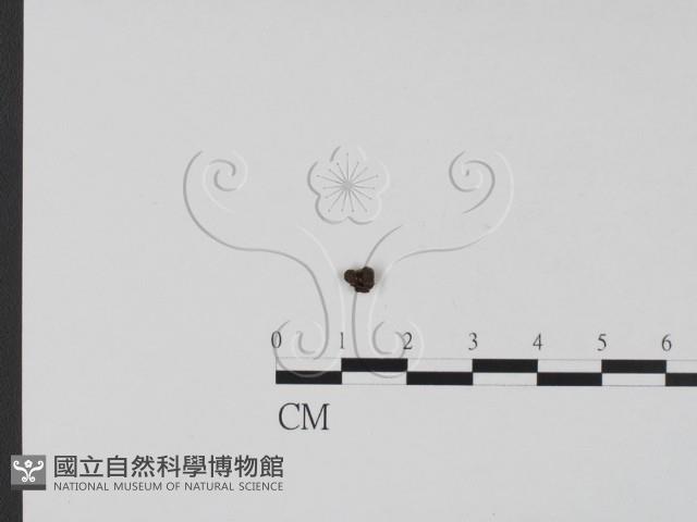 登錄號:F0010615藏品圖，第3張