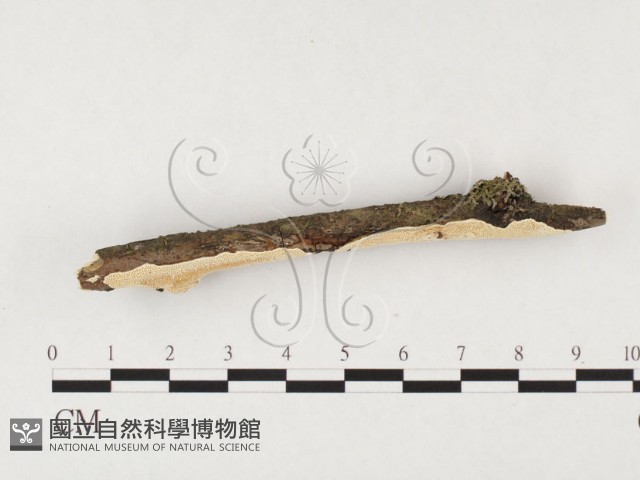 登錄號:F0026615藏品圖，第3張