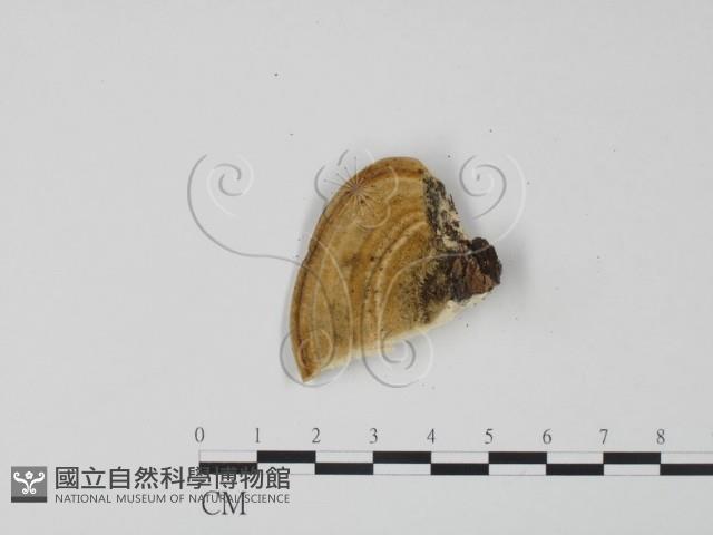 登錄號:F0006615藏品圖，第3張