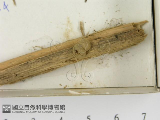 登錄號:F0021615藏品圖，第3張