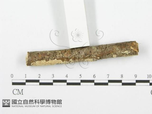 登錄號:F0001615藏品圖，第3張