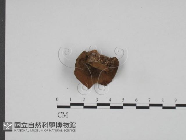 登錄號:F0024615藏品圖，第3張