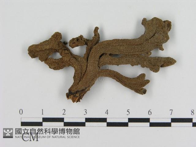 登錄號:F0004615藏品圖，第3張