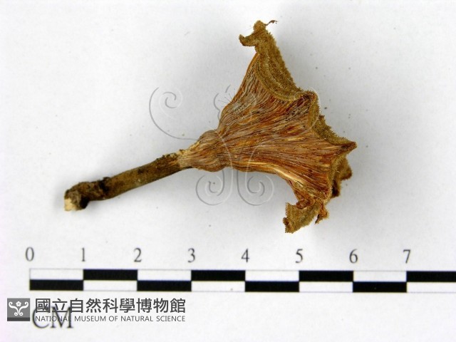 登錄號:F0014615藏品圖，第3張