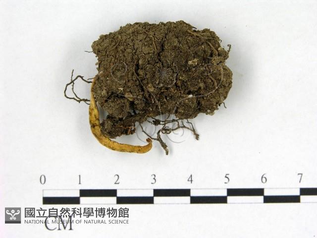 登錄號:F0022615藏品圖，第3張