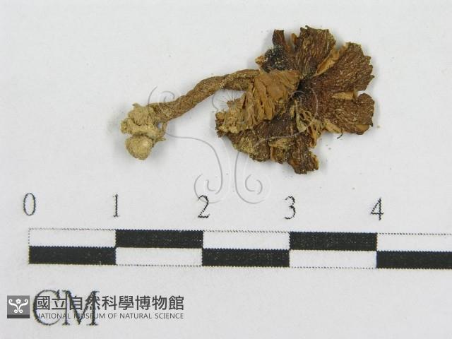粉褶菌屬藏品圖，第3張