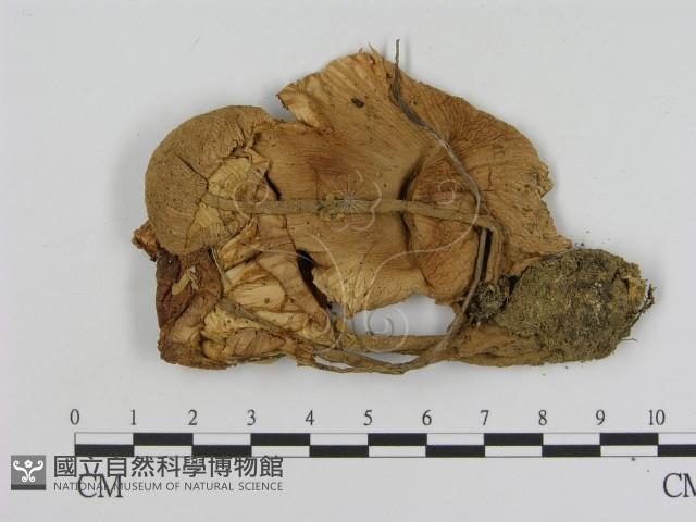 登錄號:F0007615藏品圖，第3張