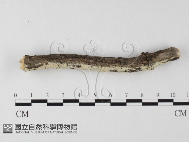 登錄號:F0025615藏品圖，第3張