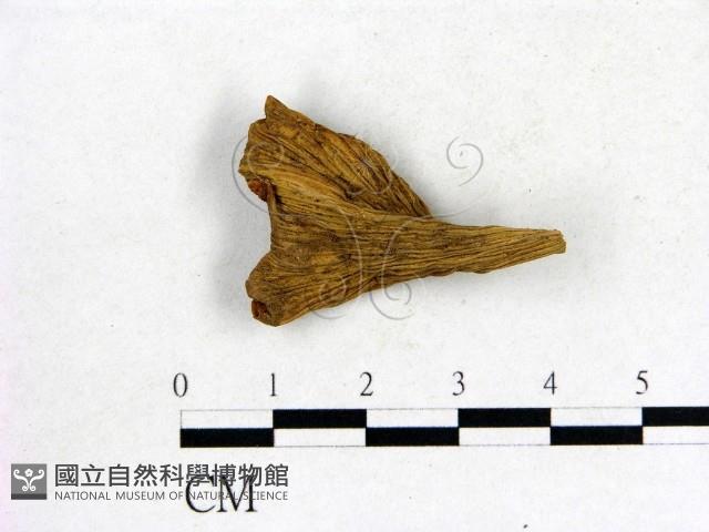 登錄號:F0013615藏品圖，第3張