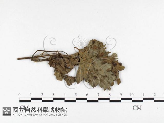 登錄號:F0026415藏品圖，第1張