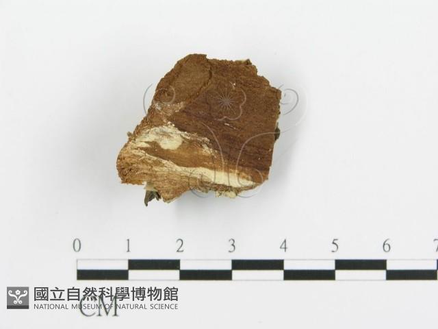 煙管菌藏品圖，第3張