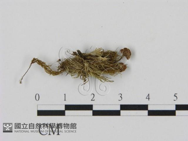 乳菇屬藏品圖，第3張