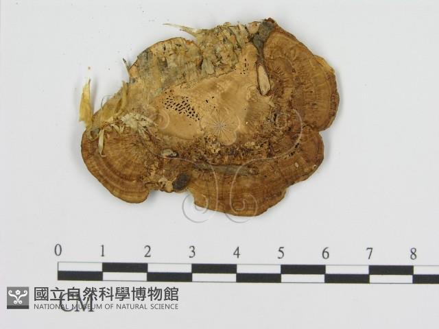 登錄號:F0011415藏品圖，第3張