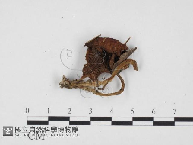 登錄號:F0024415藏品圖，第3張