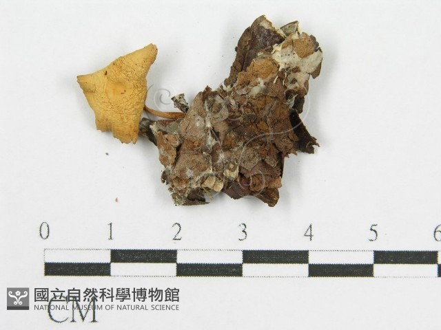 登錄號:F0014415藏品圖，第3張