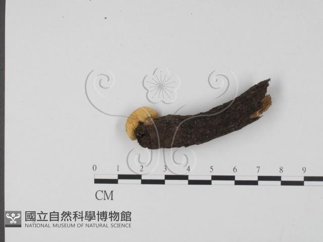 登錄號:F0007415藏品圖，第3張