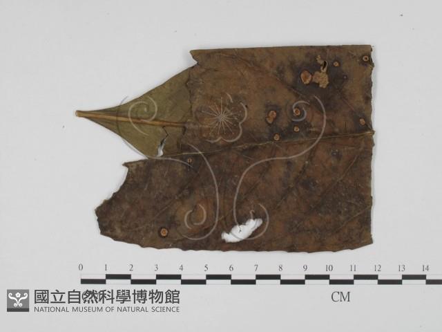 登錄號:F0019415藏品圖，第3張