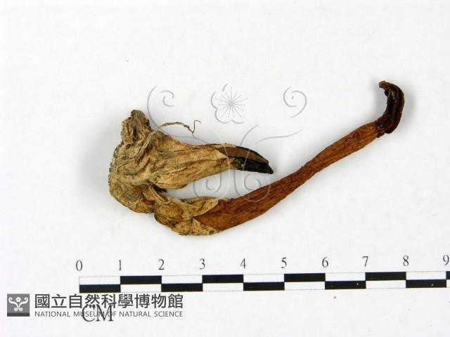 登錄號:F0023415藏品圖，第3張