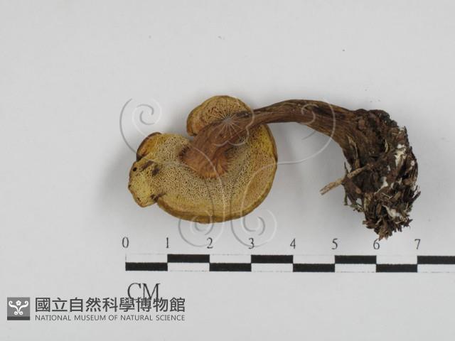 登錄號:F0028715藏品圖，第3張