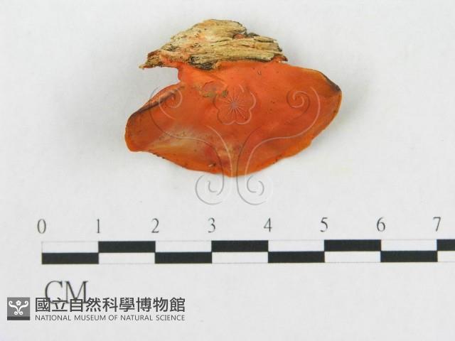 血紅密孔菌藏品圖，第3張