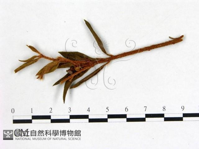 登錄號:F0020715藏品圖，第3張