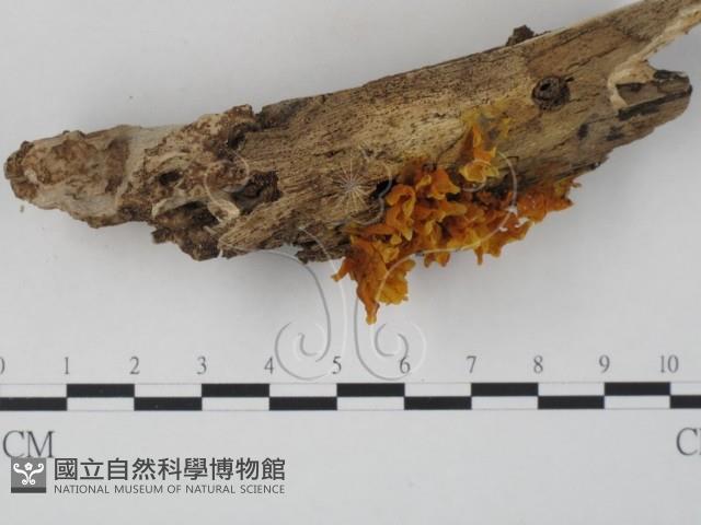 登錄號:F0010715藏品圖，第3張