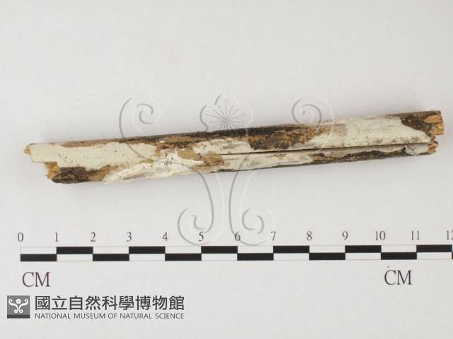 登錄號:F0026715藏品圖，第3張