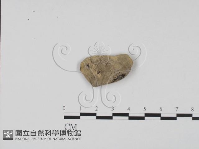 登錄號:F0011715藏品圖，第3張