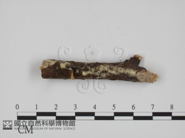 絲齒菌屬藏品圖，第3張