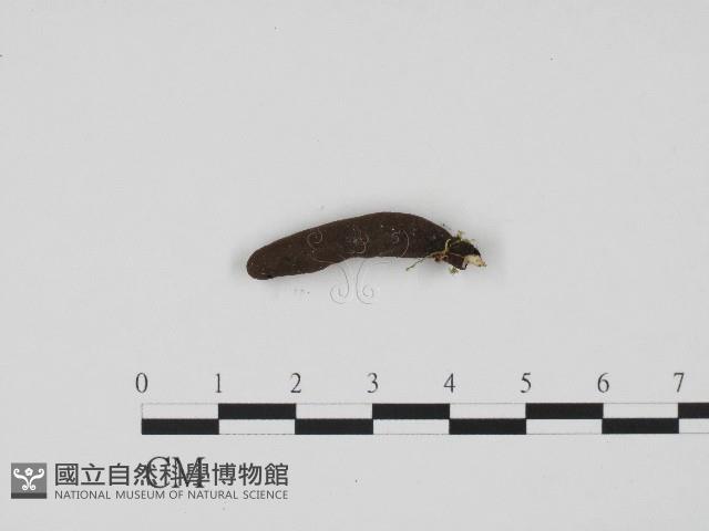 炭角菌屬藏品圖，第3張