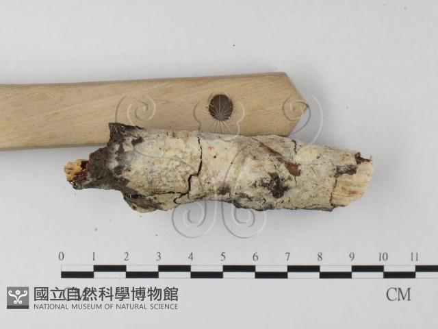 登錄號:F0014715藏品圖，第3張